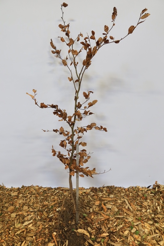 Fagus sylvatica - Groene beukenhaag (Kale wortel)