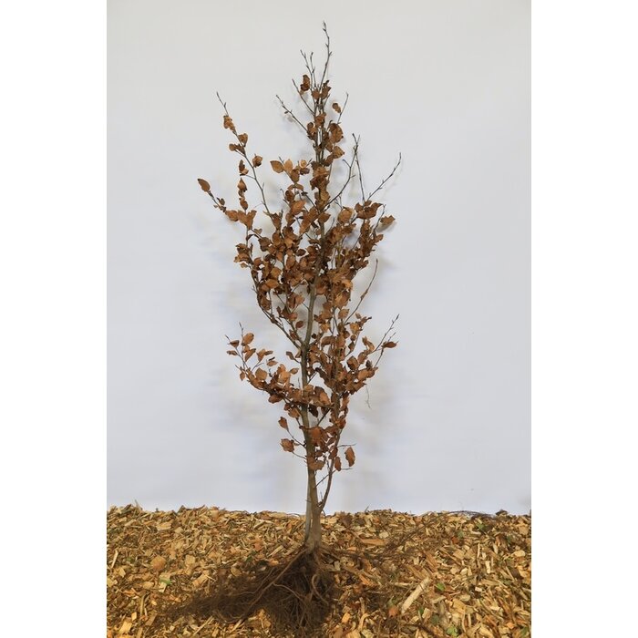 Fagus sylvatica - Groene beukenhaag (Kale wortel) PRE-ORDER