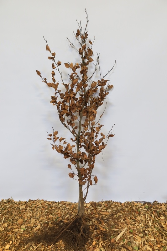 Fagus sylvatica - Groene beukenhaag (Kale wortel)