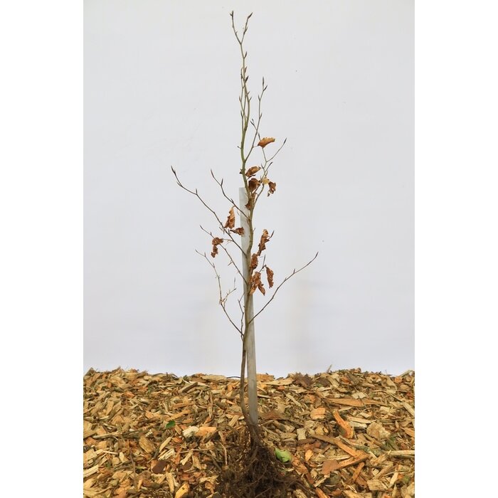 Rode beukenhaag (Kale wortel) - Fagus sylvatica 'Atropunicea'