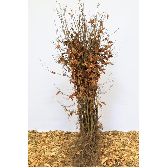 Rode beukenhaag (Kale wortel) - Fagus sylvatica 'Atropunicea'