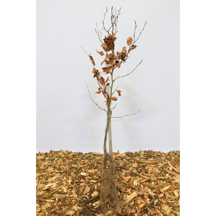 Rode beukenhaag (Kale wortel) - Fagus sylvatica 'Atropunicea'