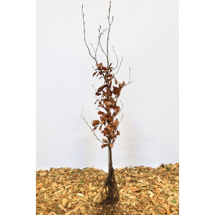 Rode beukenhaag (Kale wortel) - Fagus sylvatica 'Atropunicea'