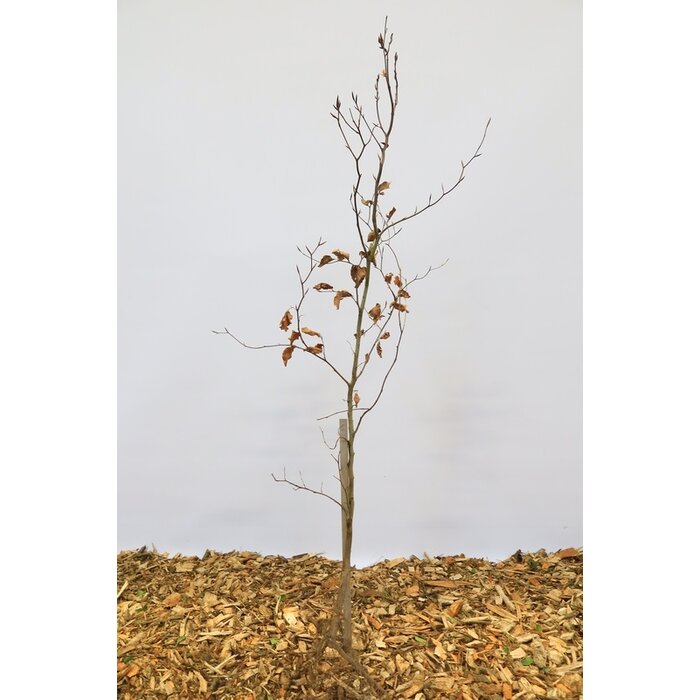 Rode beukenhaag (Kale wortel) - Fagus sylvatica 'Atropunicea'