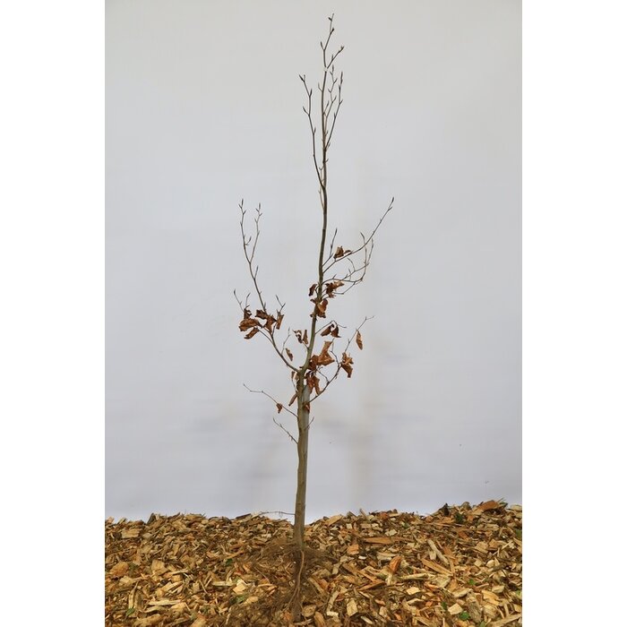 Rode beukenhaag (Kale wortel) - Fagus sylvatica 'Atropunicea'