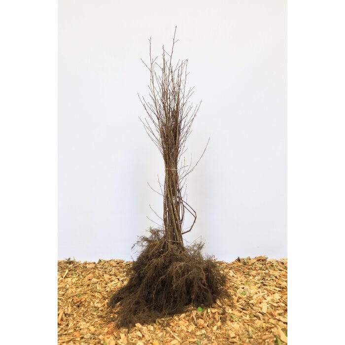 Frangula alnus - Gewone vuilboom (Kale wortel)