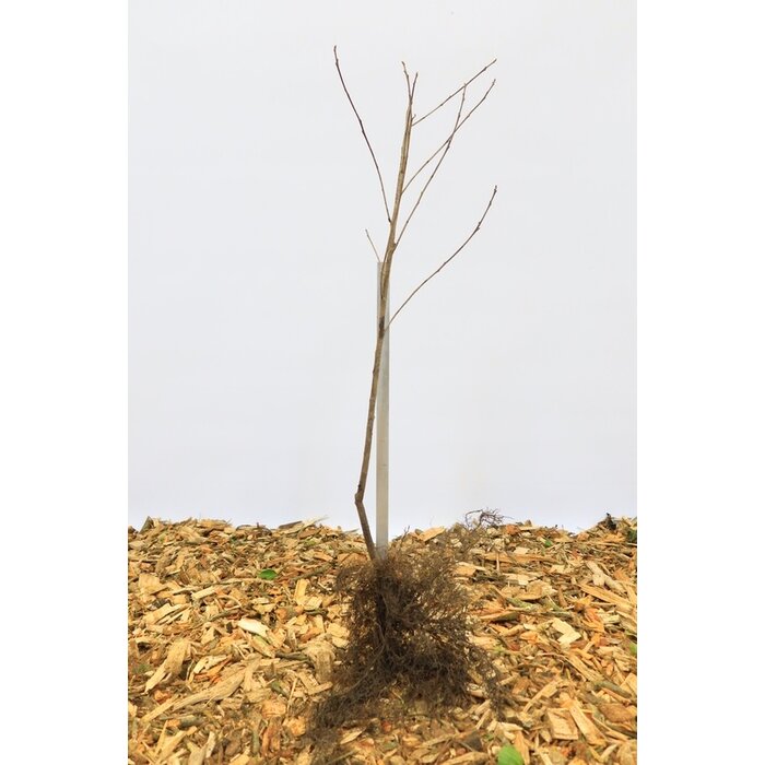 Frangula alnus - Gewone vuilboom (Kale wortel) PRE-ORDER