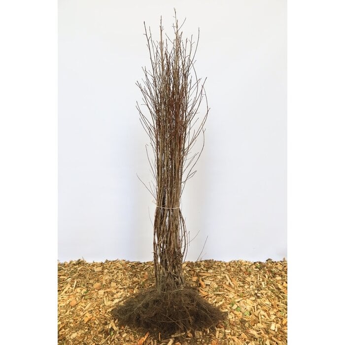 Frangula alnus - Gewone vuilboom (Kale wortel) PRE-ORDER