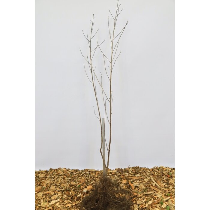 Frangula alnus - Gewone vuilboom (Kale wortel) PRE-ORDER