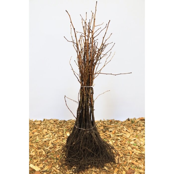 Japanse Notenboom - Ginkgo biloba (kale wortel) PRE-ORDER