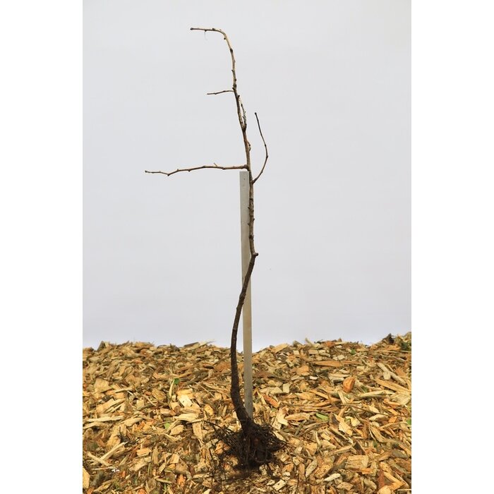Japanse Notenboom - Ginkgo biloba (kale wortel) PRE-ORDER