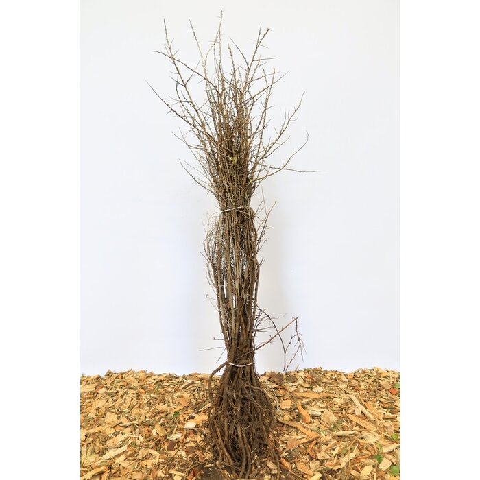 Hippophae rhamnoides - Duindoorn (Kale wortel) PRE-ORDER