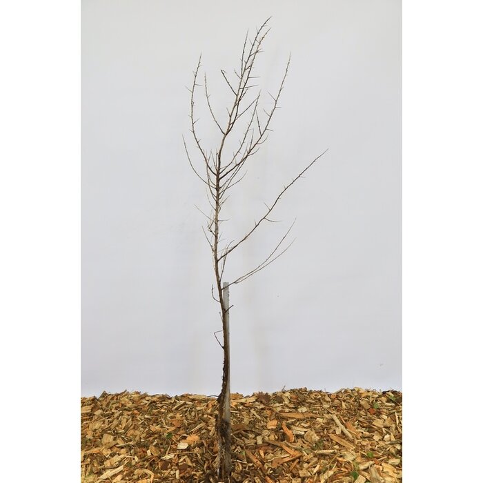 Hippophae rhamnoides - Duindoorn (Kale wortel) PRE-ORDER