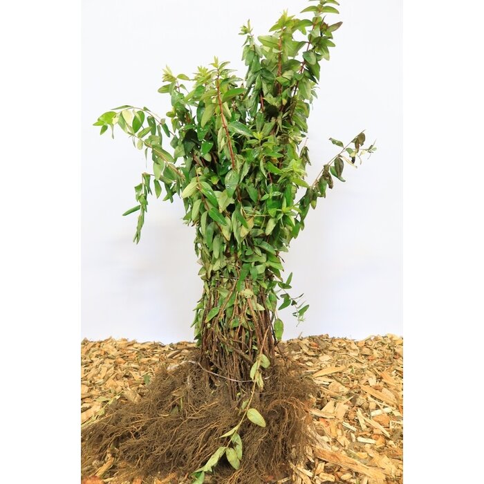 Hypericum 'Hidcote' - Hertshooi (Kale wortel)