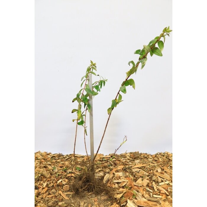 Hypericum 'Hidcote' - Hertshooi (Kale wortel)