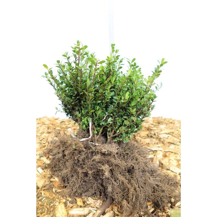 Ilex crenata 'Caroline Upright'- Hulsthaag (Kale wortel) PRE-ORDER