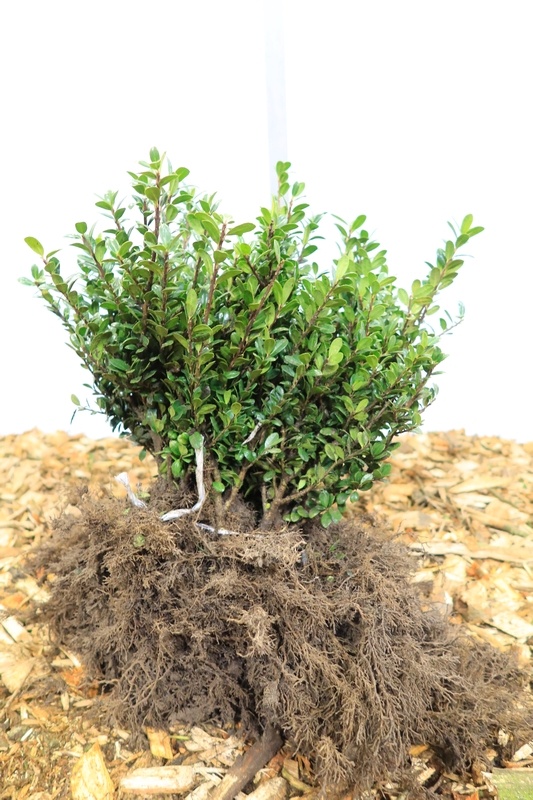 Ilex crenata 'Caroline Upright'- Hulsthaag (Kale wortel) PRE-ORDER