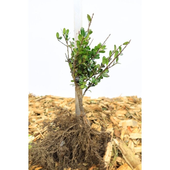 Ilex crenata 'Caroline Upright'- Hulsthaag (Kale wortel) PRE-ORDER