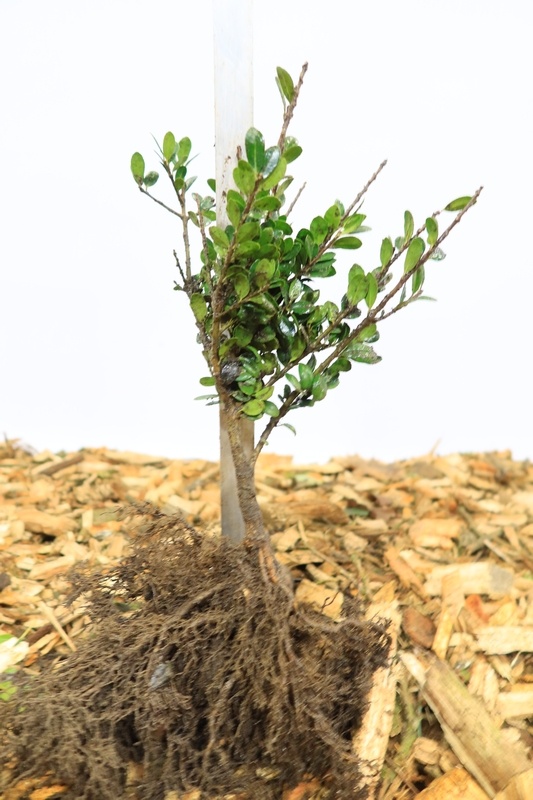 Ilex crenata 'Caroline Upright'- Hulsthaag (Kale wortel) PRE-ORDER