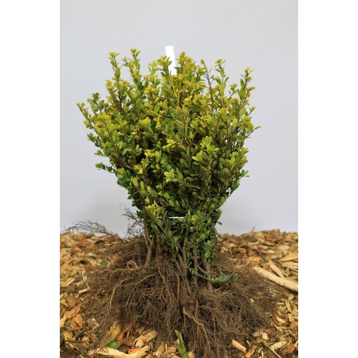 Ilex crenata Green Hedge - Hulsthaag (Kale wortel)
