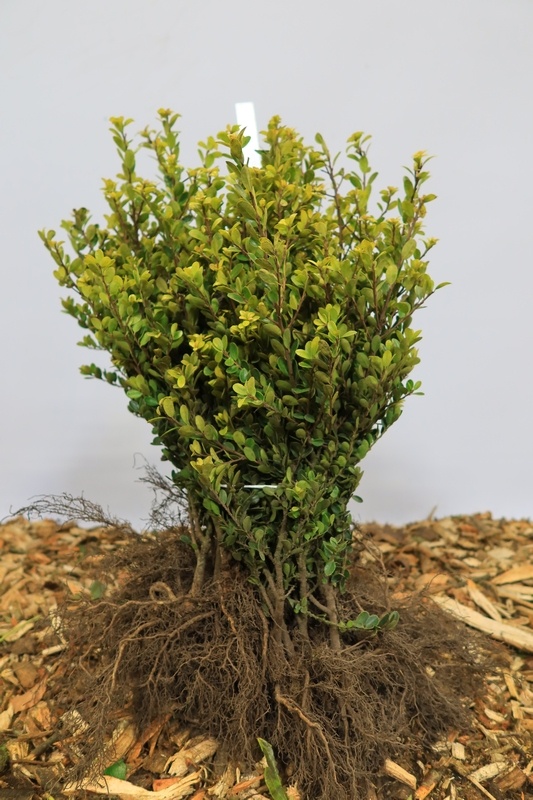 Ilex crenata Green Hedge - Hulsthaag (Kale wortel)