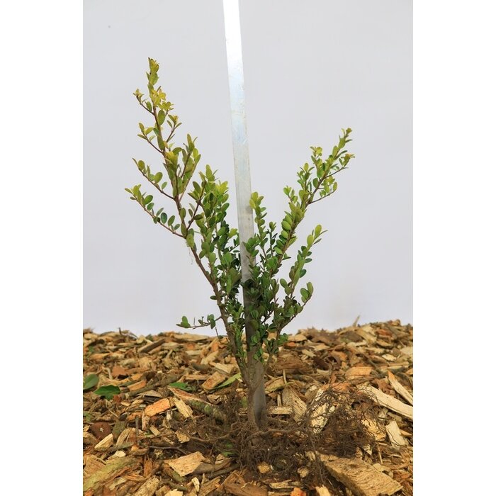 Ilex crenata Green Hedge - Hulsthaag (Kale wortel)