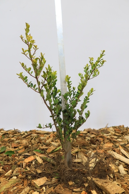 Ilex crenata Green Hedge - Hulsthaag (Kale wortel)