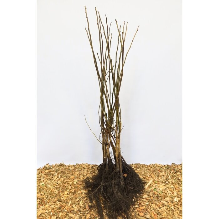 Walnootboom - Juglans regia (kale wortel)