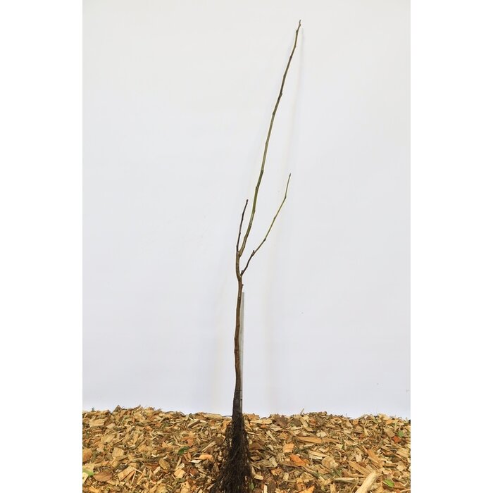 Walnootboom - Juglans regia (kale wortel)