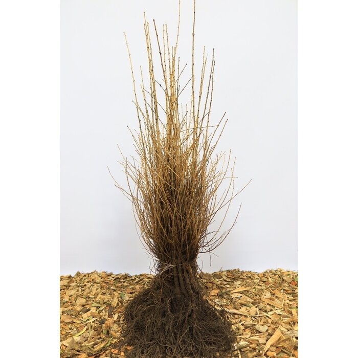 Larix decidua - Europese lork (Kale wortel) PRE-ORDER