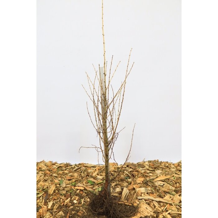 Larix decidua - Europese lork (Kale wortel) PRE-ORDER