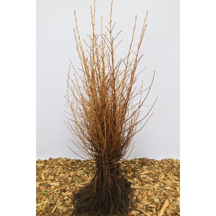 Larix kaempferi - Japanse lork (Kale wortel) PRE-ORDER