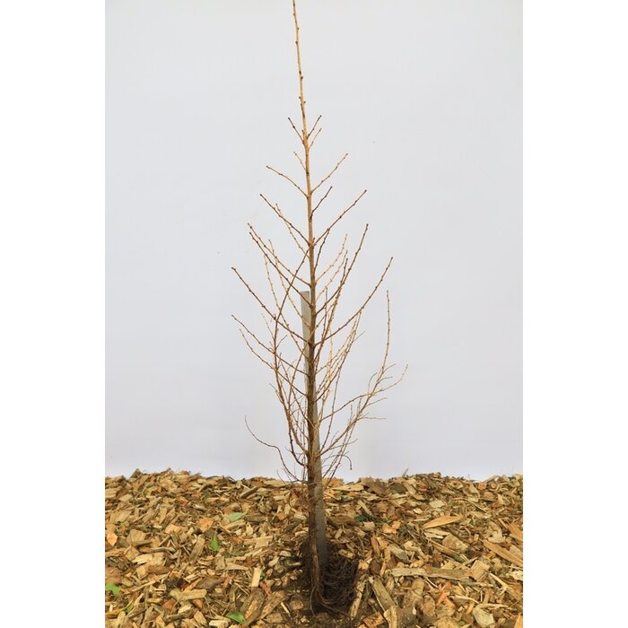 Larix kaempferi - Japanse lork (Kale wortel) PRE-ORDER