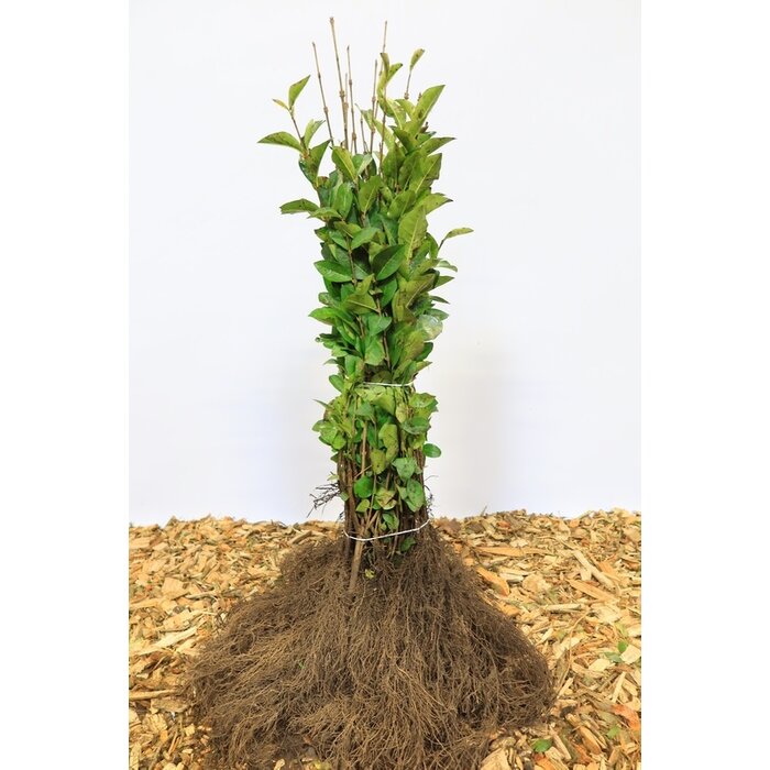 Ligustrum ovalifolium - Ligusterhaag (Kale wortel) PRE-ORDER