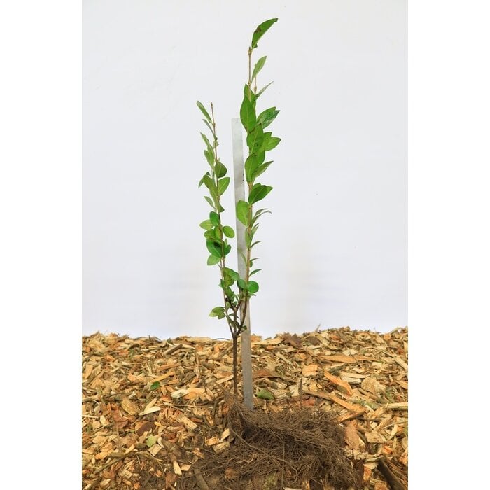 Ligustrum ovalifolium - Ligusterhaag (Kale wortel)