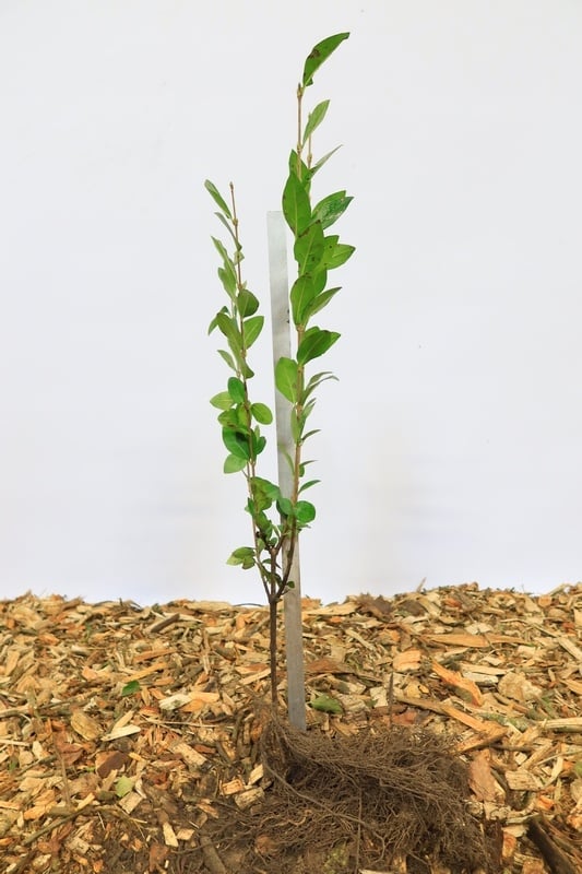 Ligustrum ovalifolium - Ligusterhaag (Kale wortel)