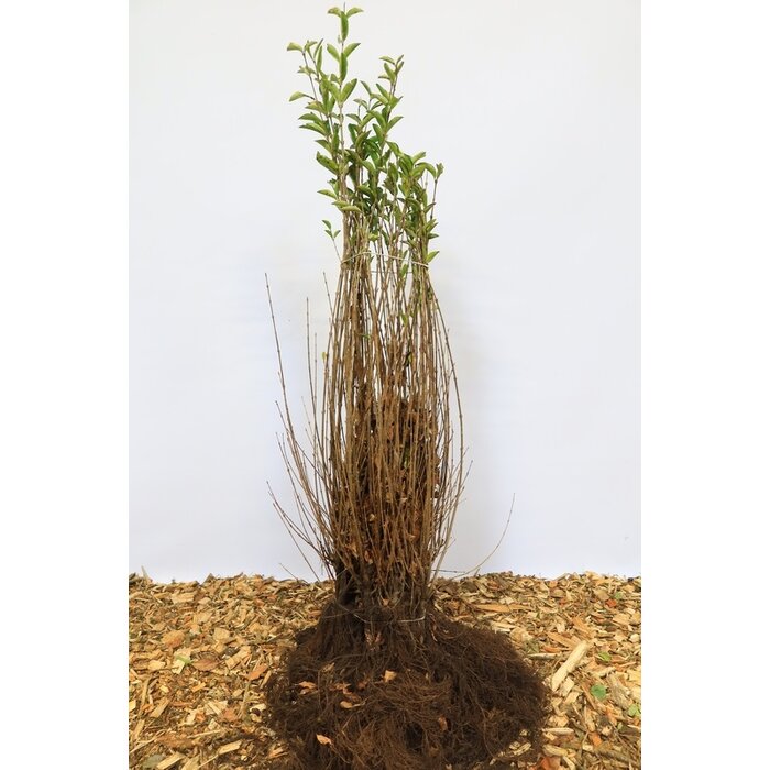 Ligustrum ovalifolium - Ligusterhaag (Kale wortel)