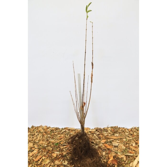 Ligustrum ovalifolium - Ligusterhaag (Kale wortel)