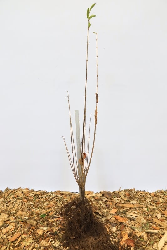 Ligustrum ovalifolium - Ligusterhaag (Kale wortel)