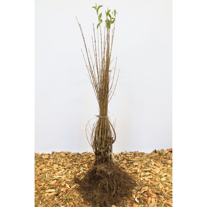 Ligustrum ovalifolium - Ligusterhaag (Kale wortel)