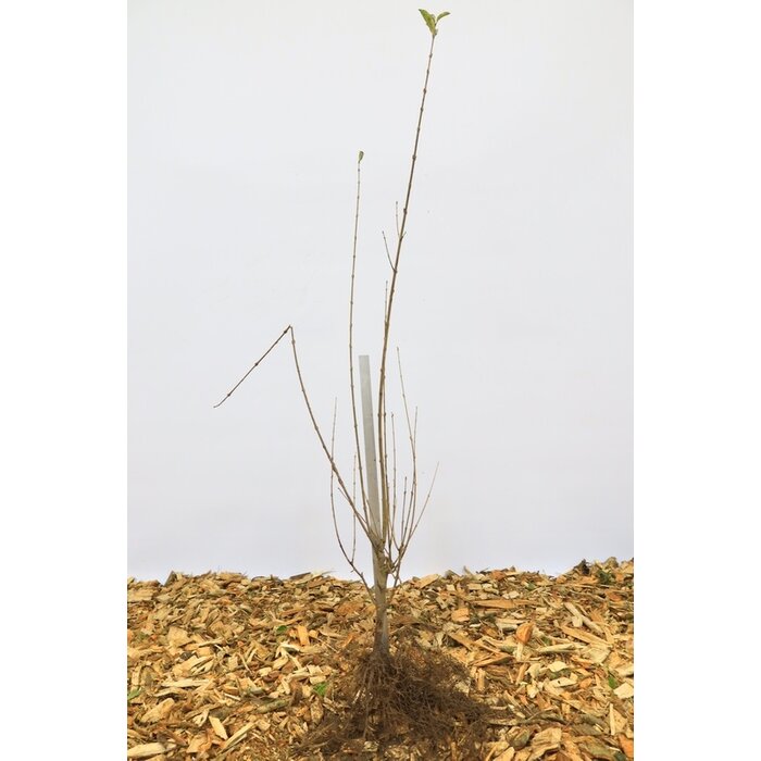 Ligustrum ovalifolium - Ligusterhaag (Kale wortel)