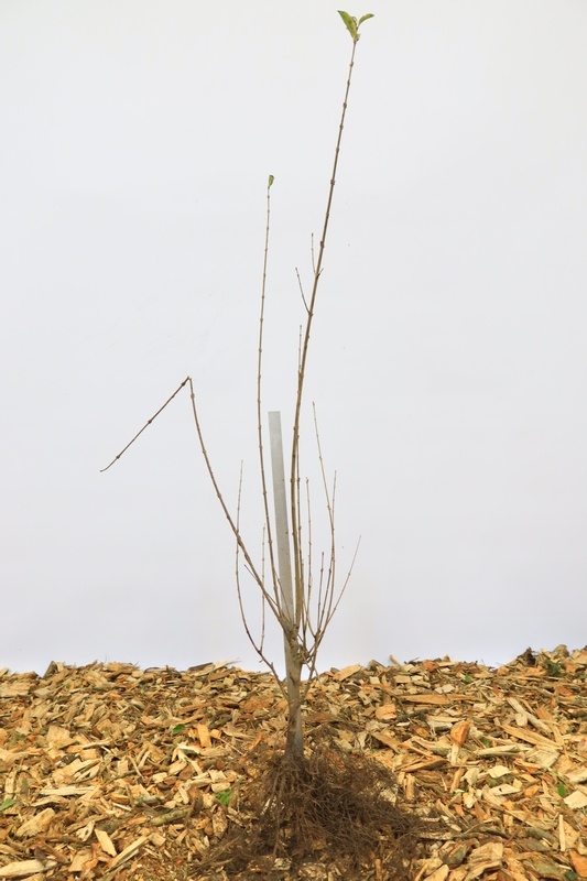 Ligustrum ovalifolium - Ligusterhaag (Kale wortel)