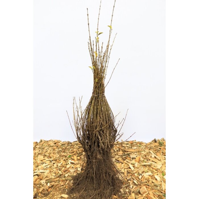 Ligustrum ovalifolium 'Aureum' - Bonte liguster (Kale wortel)