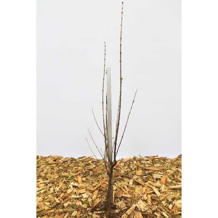 Ligustrum ovalifolium 'Aureum' - Bonte liguster (Kale wortel)