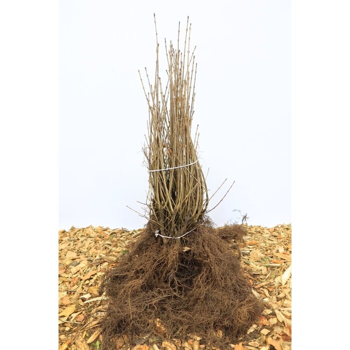 Ligustrum vulgare - Wilde liguster (Kale wortel) PRE-ORDER