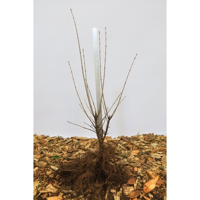 Ligustrum vulgare - Wilde liguster (Kale wortel) PRE-ORDER