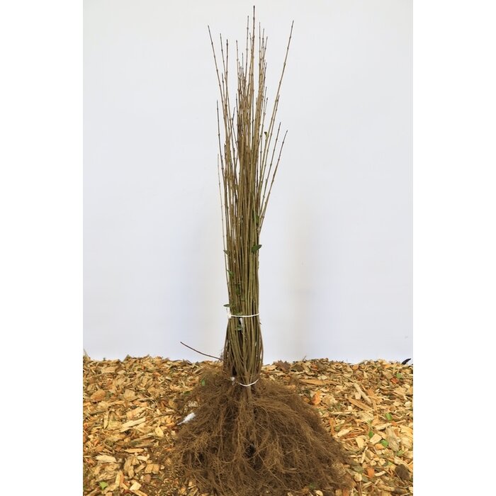 Ligustrum vulgare - Wilde liguster (Kale wortel) PRE-ORDER