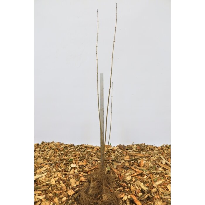 Ligustrum vulgare - Wilde liguster (Kale wortel) PRE-ORDER