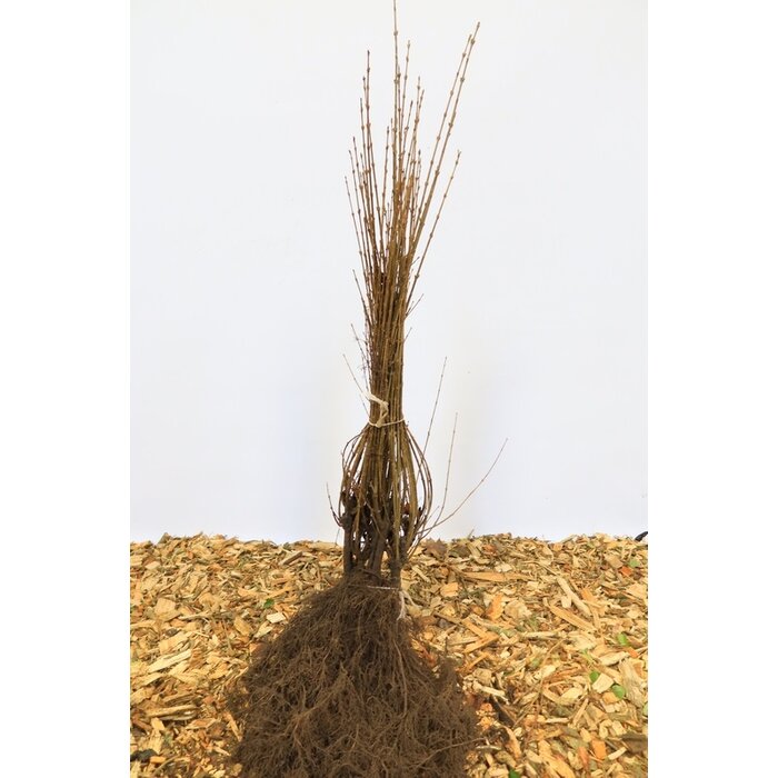Ligustrum vulgare - Wilde liguster (Kale wortel) PRE-ORDER