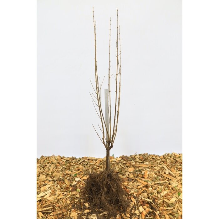 Ligustrum vulgare - Wilde liguster (Kale wortel) PRE-ORDER